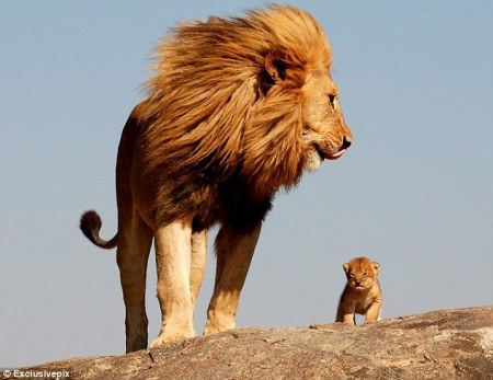Лев отец и львёнок